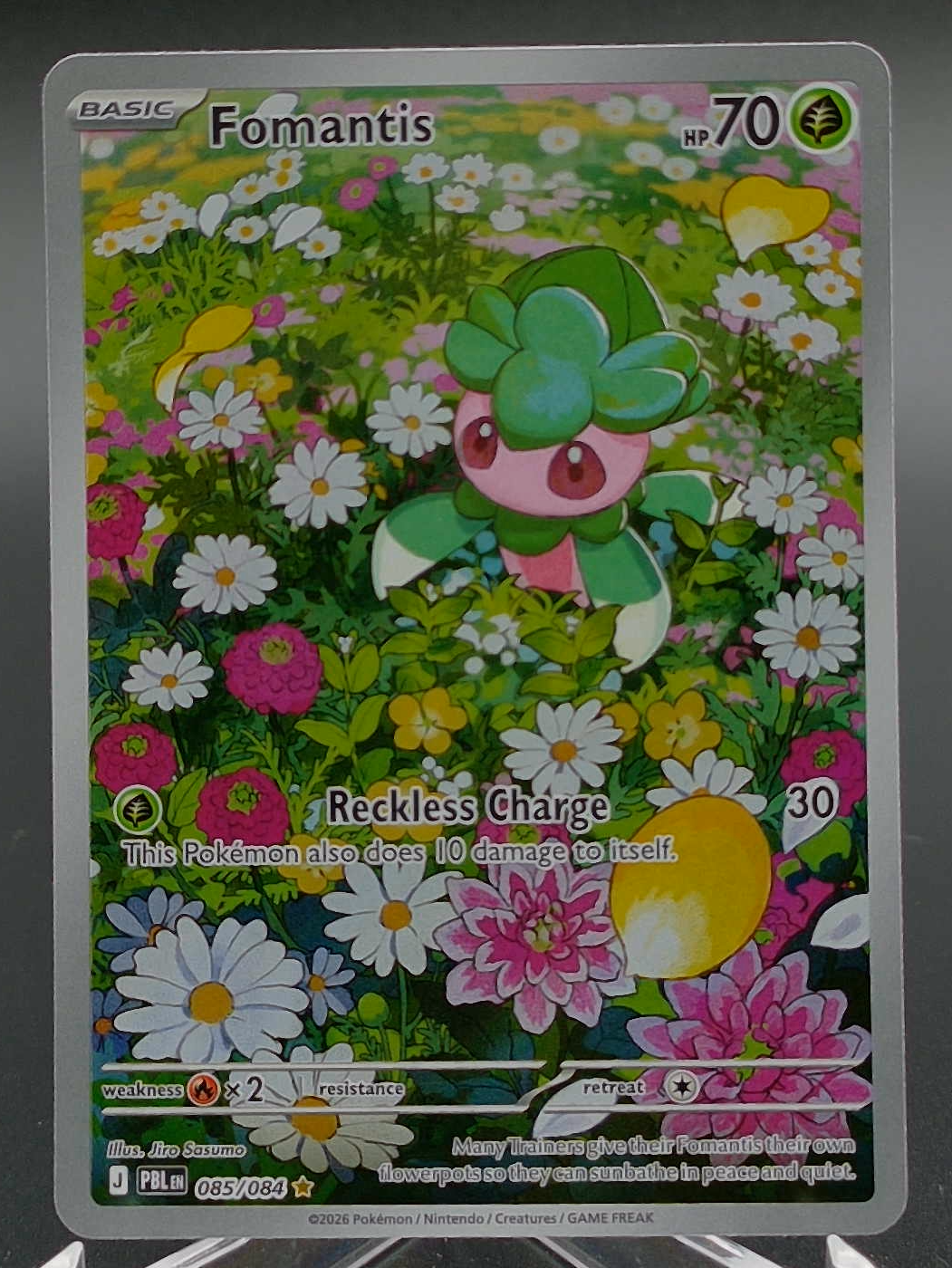 Fomantis #085 — front